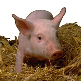 cochonou